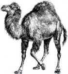 Perl логотип
